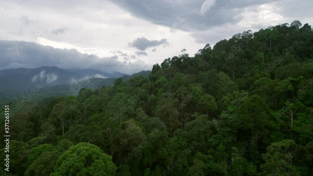 aerial drone flight over giant tropical rainforest treetops. Sideway flyover trees on a misty rainy season jungle mountain in Thailand in foggy mystical nature atmosphere aerial drone flight over giant tropical rainforest treetops. Sideway flyover trees on a misty rainy season jungle mountain in Thailand in foggy mystical nature atmosphere