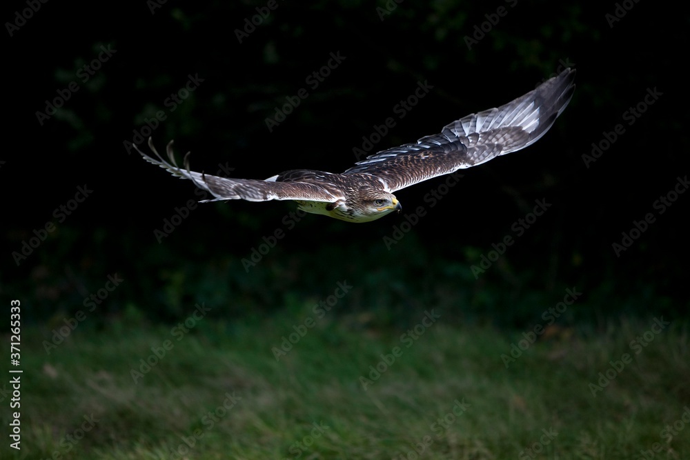 Ferruginous Hawk, buteo regalis, Adult in Flight Ferruginous Hawk, buteo regalis, Adult in Flight