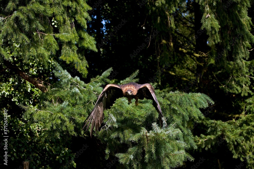 Obraz premium Golden Eagle, aquila chrysaetos, Adult in Flight