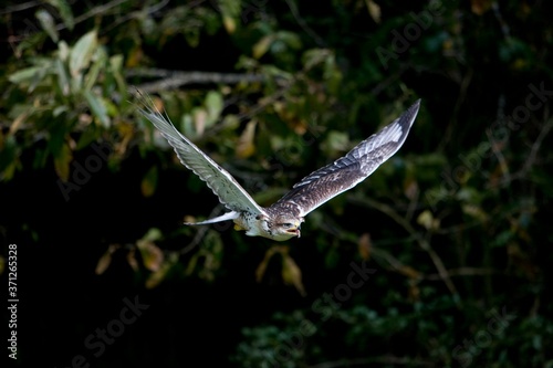 Ferruginous Hawk  buteo regalis  Adult in Flight
