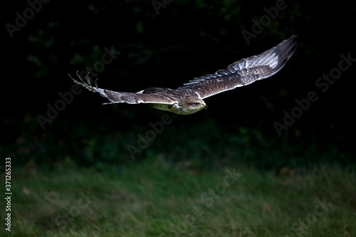 Ferruginous Hawk, buteo regalis, Adult in Flight