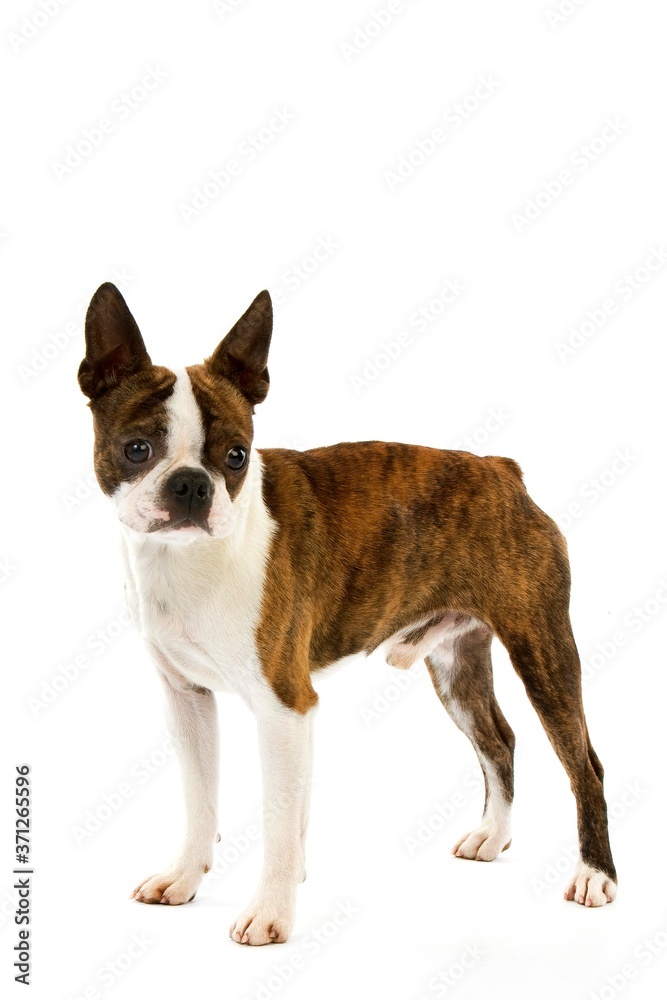 Boston Terrier Dog, male against White Background Boston Terrier Dog, male against White Background