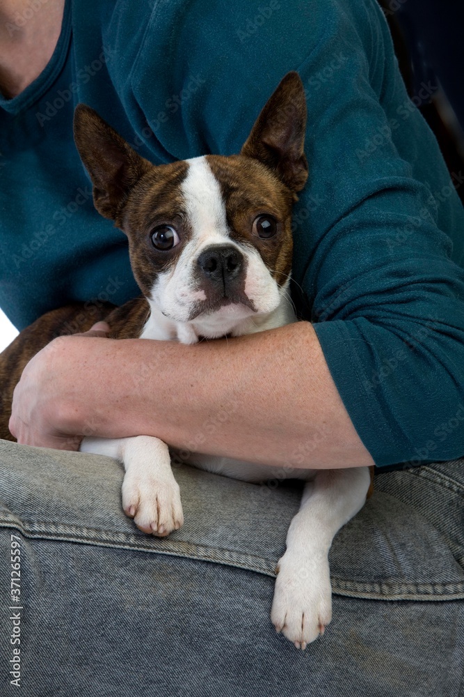 Boston Terrier Dog with Woman Boston Terrier Dog with Woman