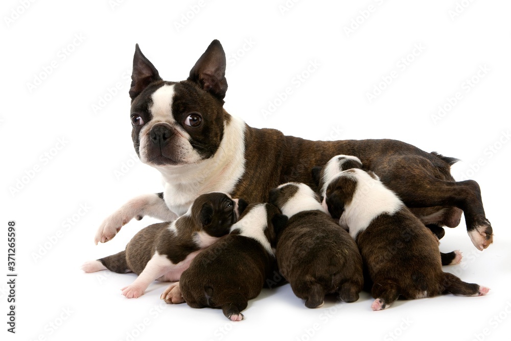 Boston Terrier Dog, Mother and Pups suckling against White Background Boston Terrier Dog, Mother and Pups suckling against White Background