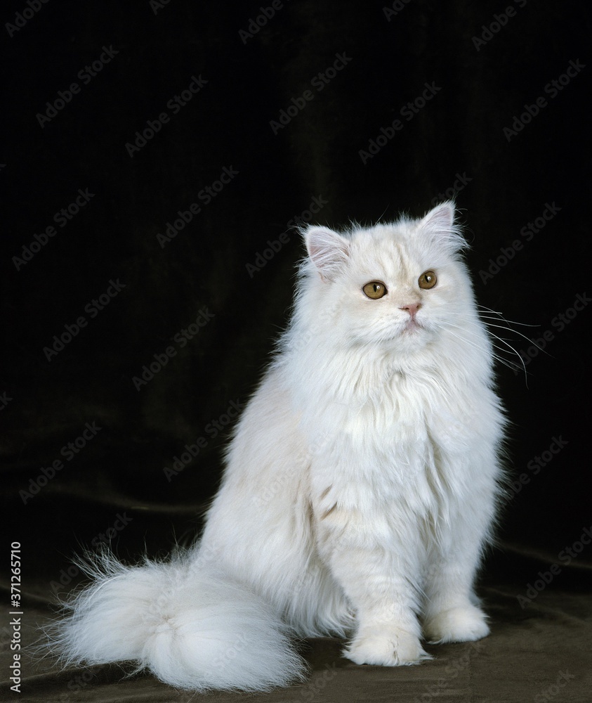 Shell Cameo Persian Domestic Cat sitting against Black Background