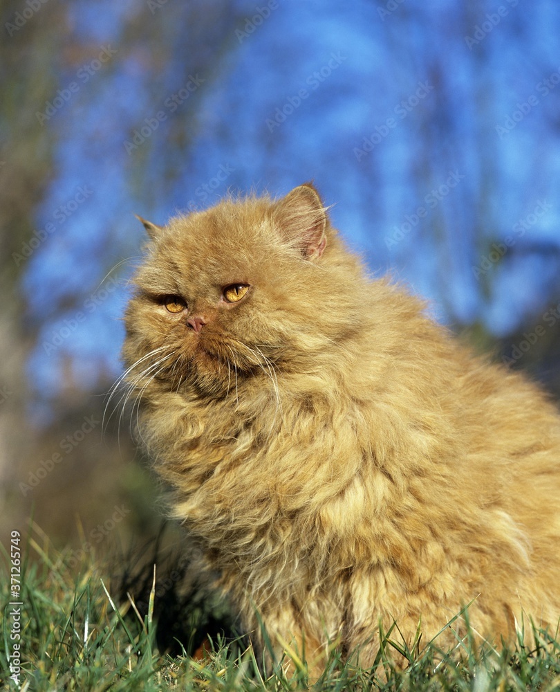 Red Persian Domestic Cat
