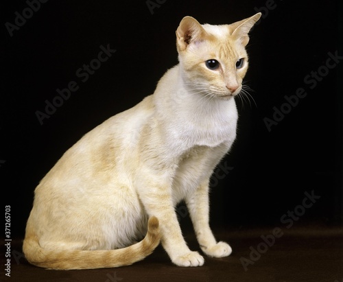 Red Point Siamese Domestic Cat, Adult against Black Background