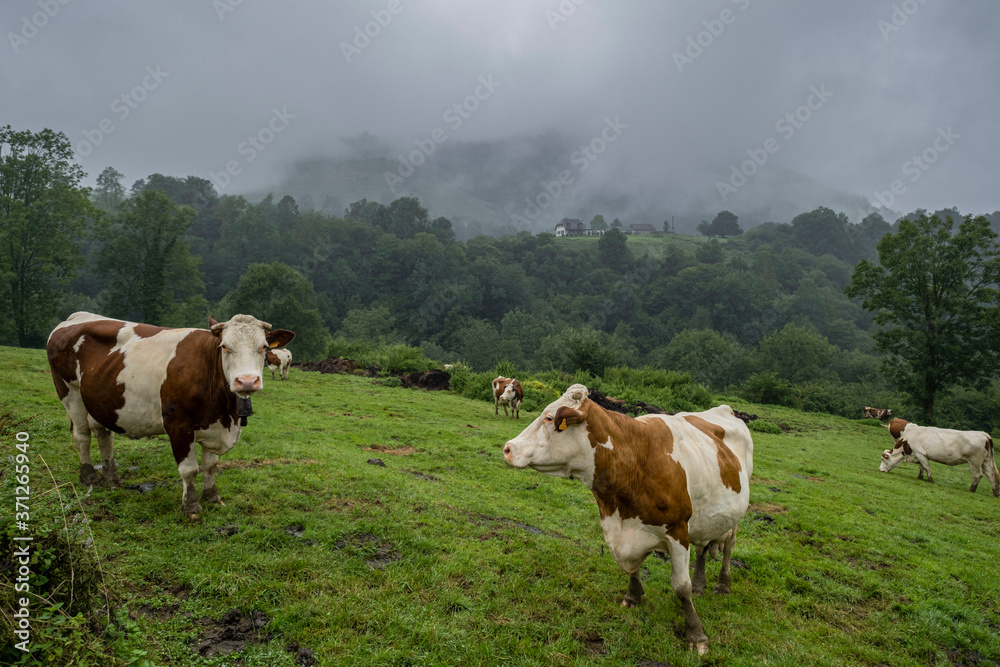 rebaño de vacas, Col de Hourataté, valle de Aspe, región de Aquitania, departamento de Pirineos Atlánticos, Francia rebaño de vacas, Col de Hourataté, valle de Aspe, región de Aquitania, departamento de Pirineos Atlánticos, Francia