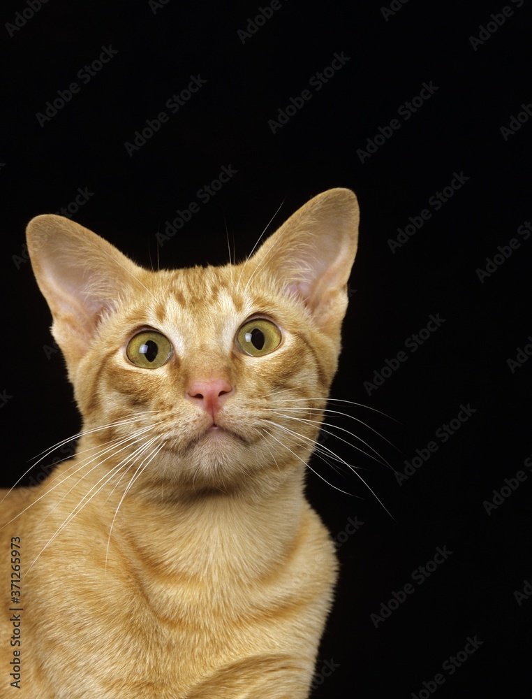 Red Oriental Domestic Cat, Portrait against Black Background