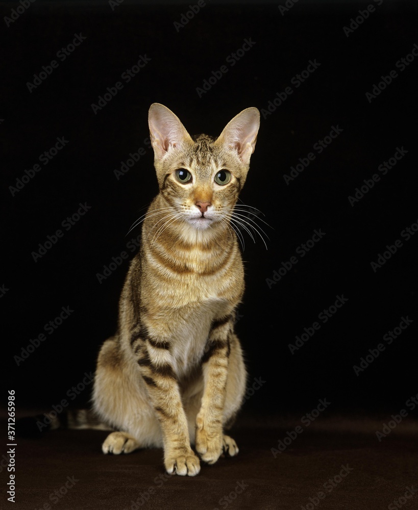 Oriental Brown Tabby Domestic Cat against Black Background