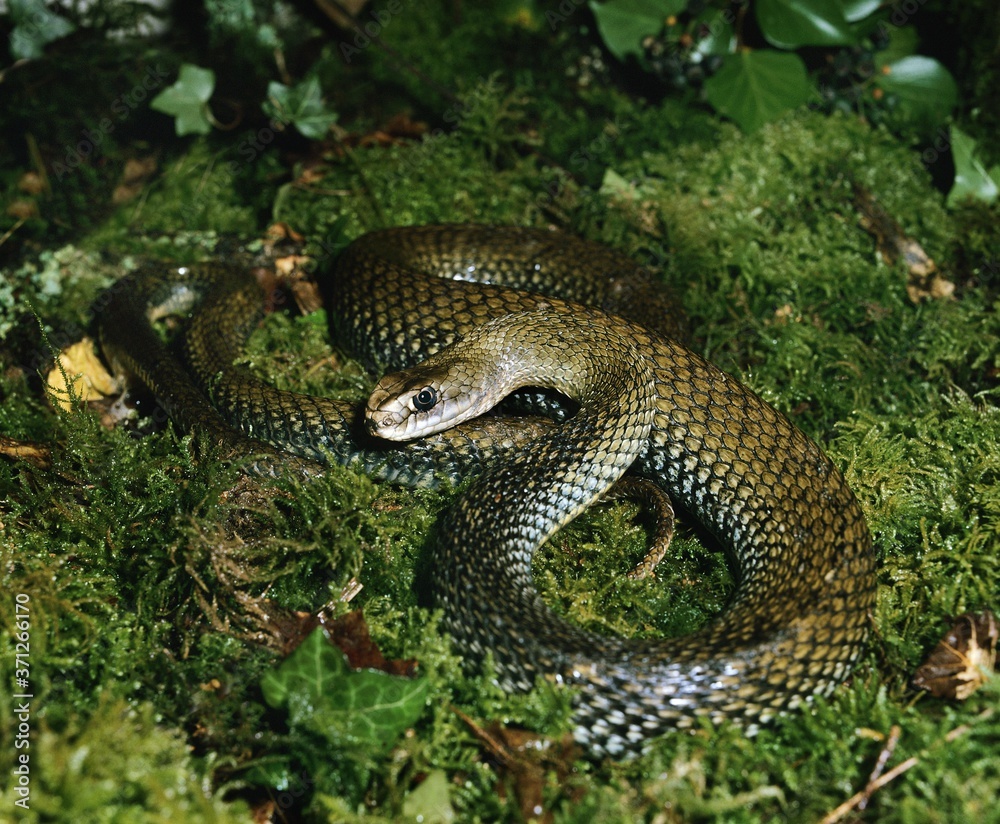 Obraz premium Montpellier Snake, malpolon monspessulanus