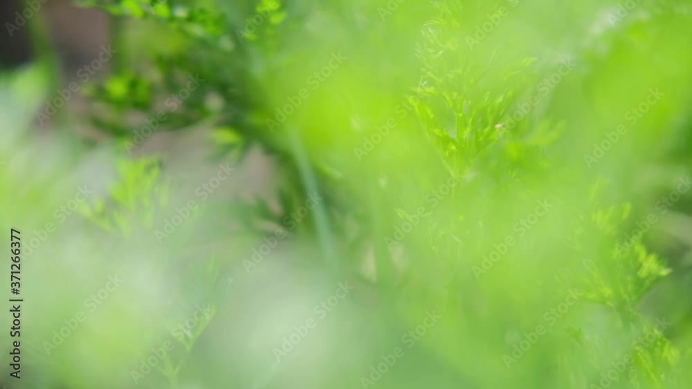 Natural meadow grass slowly swayed by wind blow. The beautiful green swaying grass field is relaxing & romantic. It waving along wind breeze. Slow motion & copy space. Green environment concept. Natural meadow grass slowly swayed by wind blow. The beautiful green swaying grass field is relaxing & romantic. It waving along wind breeze. Slow motion & copy space. Green environment concept.