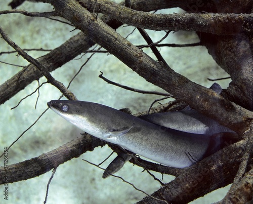 Billede på lærred Common Eel or European Eel, anguilla anguilla