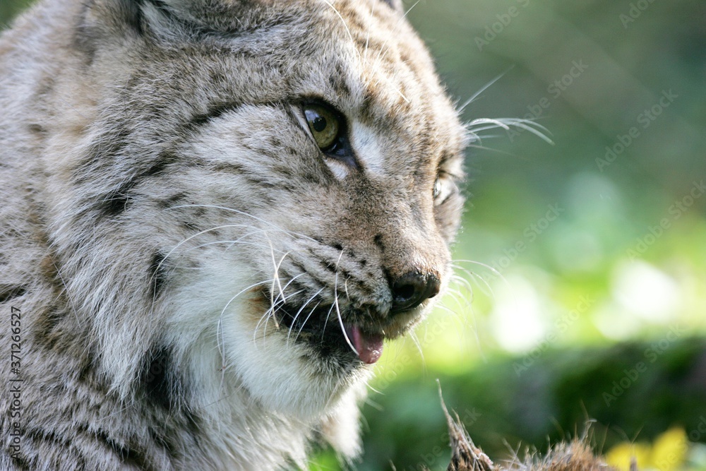 Obraz premium European Lynx, felis lynx, Portrait of Adult