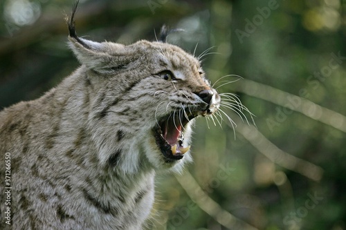 Wallpaper Mural European Lynx, felis lynx, Adult Yawning, with Open Mouth