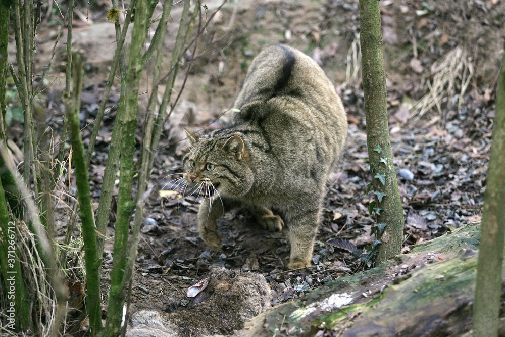 Fototapeta premium European Wildcat, felis silvestris, Killing a Wild Rabbit