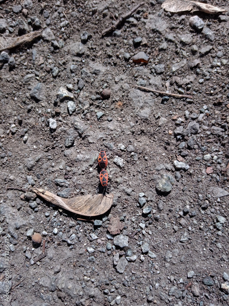 Insect bugs to Soldier have merged together and move along the path in the park in search of food. Insect bugs to Soldier have merged together and move along the path in the park in search of food.