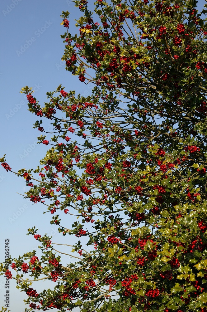 European Holly, ilex aquifolium with Red Berries, Winter in Normandy European Holly, ilex aquifolium with Red Berries, Winter in Normandy