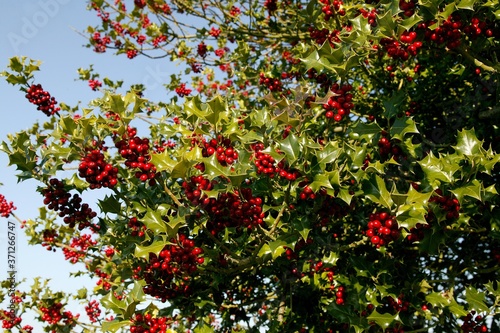 Bilde på lerret European Holly, ilex aquifolium with Red Berries, Winter in Normandy