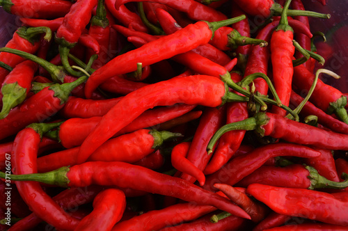 Red-colored hot pepper pods