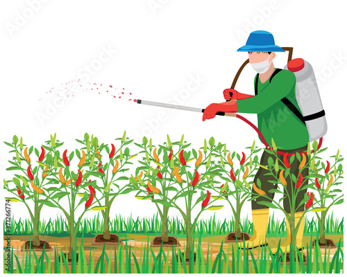 agriculturist sprays manure into chili plant vector design