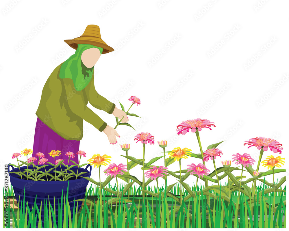 Φωτογραφία agriculturist harvest Chrysanthemum flower in garden vector design