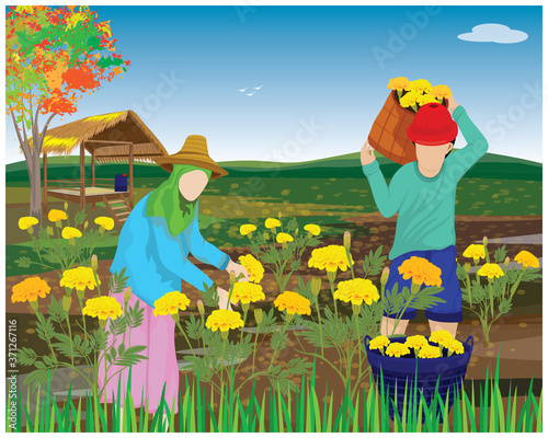 agriculturist harvest marigold flower in garden vector design