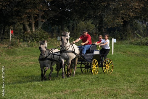 Norwegian Fjord Horse, Harnessed Team pulling Carriage