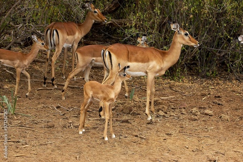 Impala  aepyceros melampus  Mothers with Youngs  Masai Mara Park in Kenya