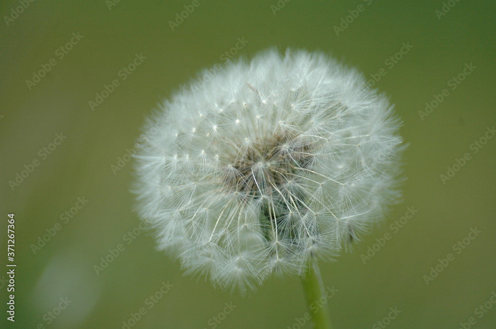 Fototapeta premium pissenlit 