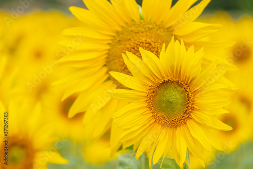 campo de girasoles  Helianthus annuus  santa Mar  a de Huerta  Soria   comunidad aut  noma de Castilla y Le  n  Spain  Europe