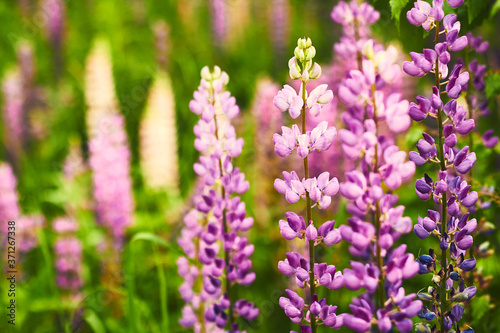 Purple lupine blooms. Closeup of bright flowers in green grass