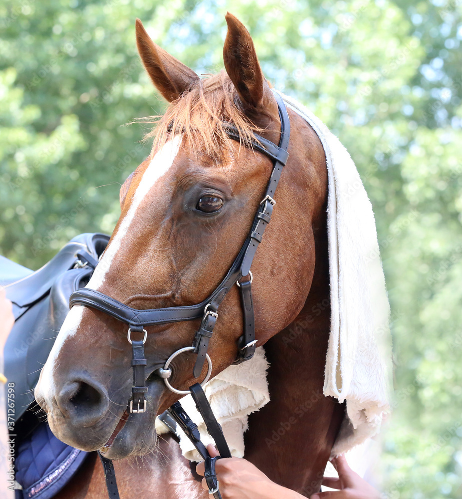Horse head under wet terry cloth cotton towelling on hot summer day Horse head under wet terry cloth cotton towelling on hot summer day
