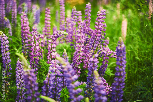 Purple lupine blooms. Closeup of bright flowers in green grass