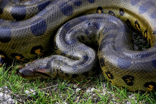 Фотография Green Anaconda, eunectes murinus, Los Lianos in Venezuela