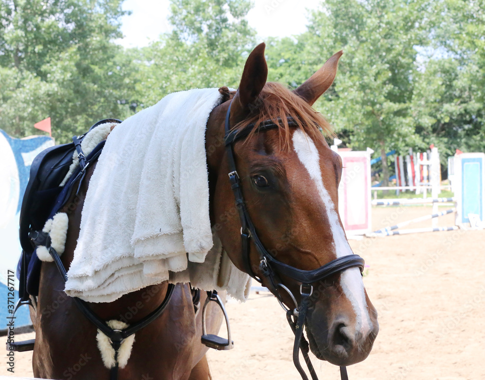 Horse head under wet terry cloth cotton towelling on hot summer day Horse head under wet terry cloth cotton towelling on hot summer day