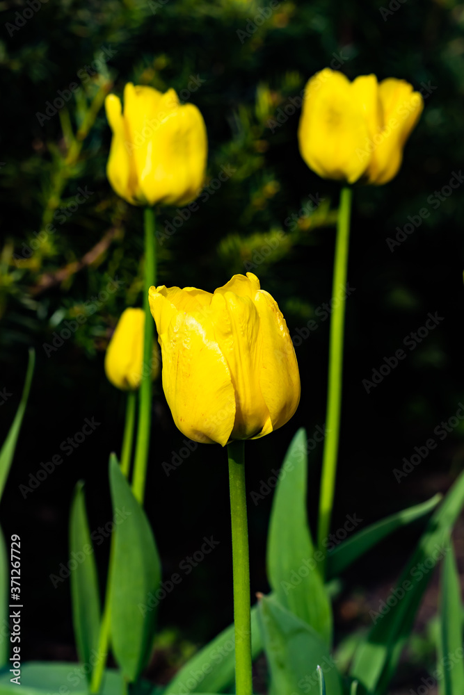 Bright yellow tulips blossom in spring garden