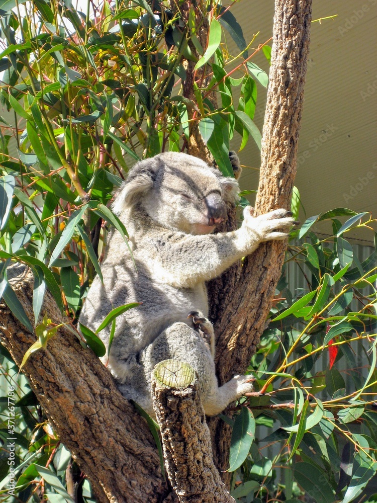 Fototapeta premium koala in tree