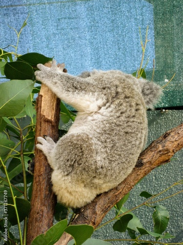 Photography koala in a tree
