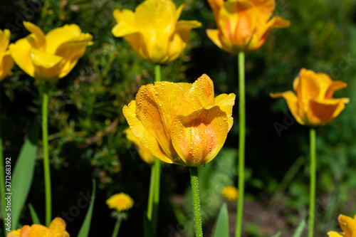 Bright yellow-orange tulip blossom with raindrops in spring garden