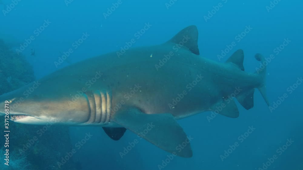 Dangerous grey nurse shark with ragged tooth looking for food in deep ocean of Australia,Close up