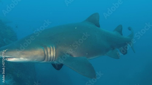 Wallpaper Mural Dangerous grey nurse shark with ragged tooth looking for food in deep ocean of Australia,Close up Torontodigital.ca