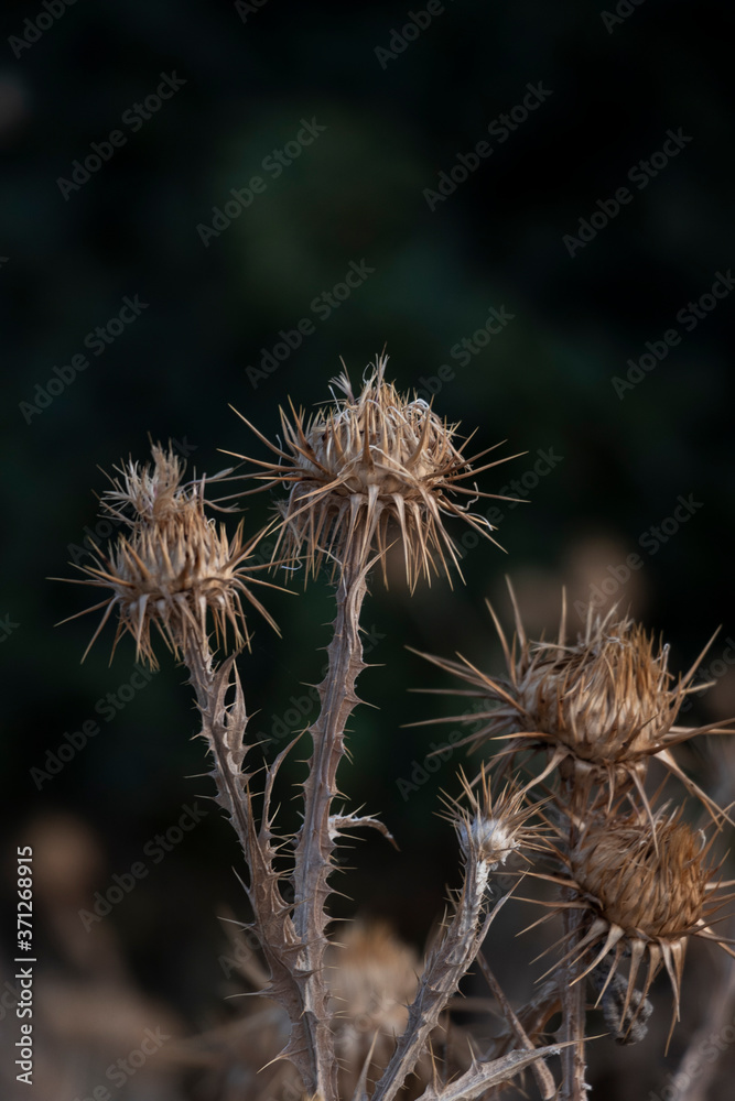 Obraz premium summer sunset with dry plants