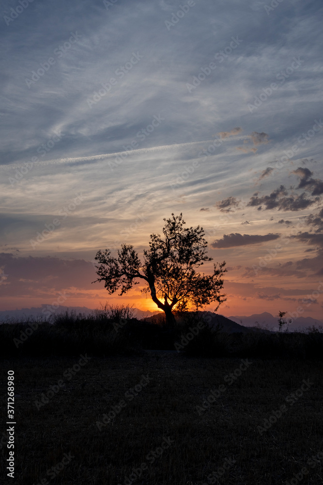 summer sunset with dry plants