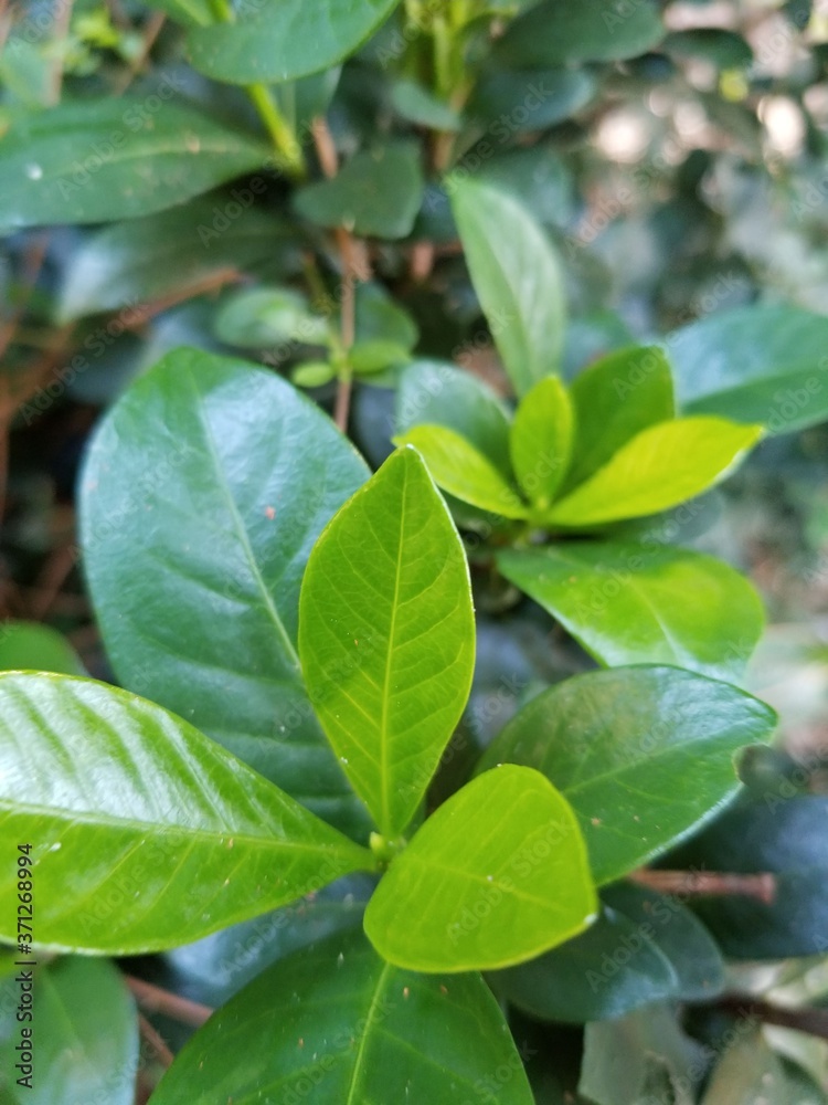 green leaves background green leaves background