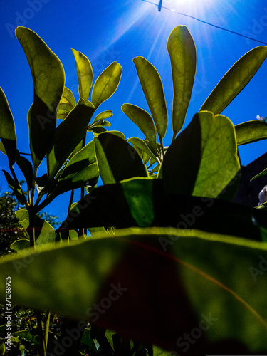perfect green