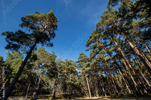 bosque de pino silvestre , Pinus sylvestris,Navaleno, Soria, Comunidad Autónoma de Castilla, Spain, Europe © Tolo