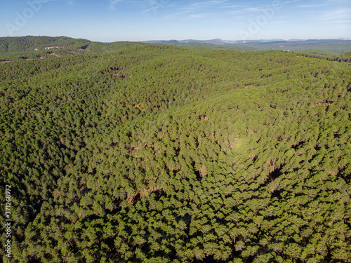bosque de pino silvestre   Pinus sylvestris Navaleno  Soria  Comunidad Aut  noma de Castilla  Spain  Europe