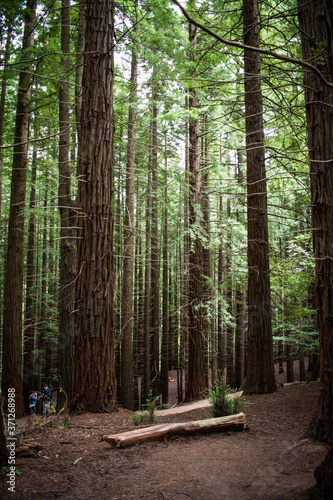 Fototapeta Naklejka Na Ścianę i Meble -  redwood forest in Cantabria, Spain