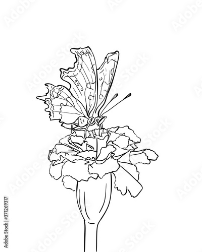 Drawing of butterfly on flower, Vector sketch Hand drawn illustration
